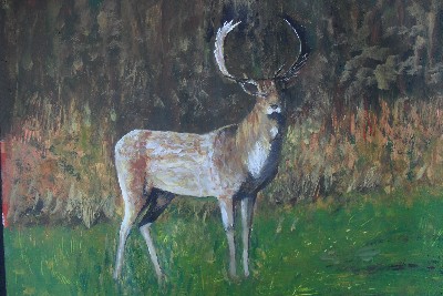 the stag