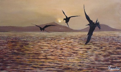gannets at sunset